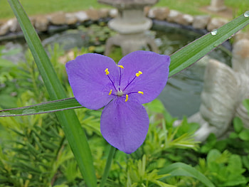Single Flower Beauty, single, nature, beauty, flower HD wallpaper