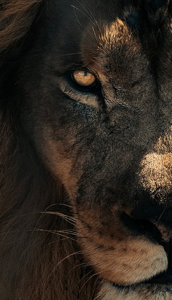 Close-up of a lion's face highlighting its powerful expression and regal features. HD phone wallpaper