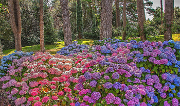 Hydrangea forest, trees, colors, flowers, forest HD wallpaper