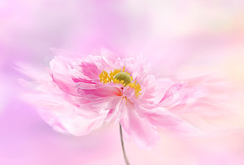 Pink flower, portrait, artwork HD wallpaper