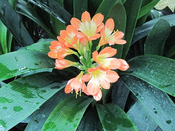 The pyramids display gardens 79, Orange, graphy, green, Flowers, garden HD wallpaper