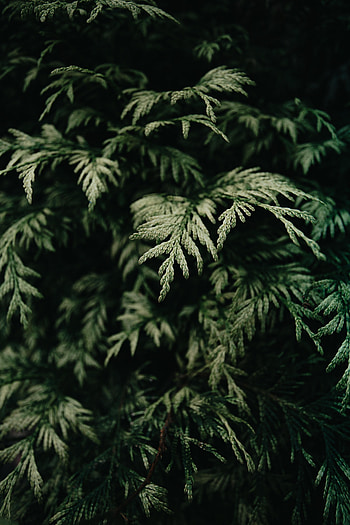 Nature, Bush, Branch, Needles HD phone wallpaper
