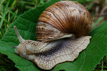 Macro, Snail, Carapace, Shell, Slugs HD wallpaper