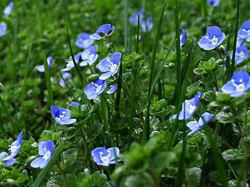 Flowers, purple, leaves, nature HD wallpaper