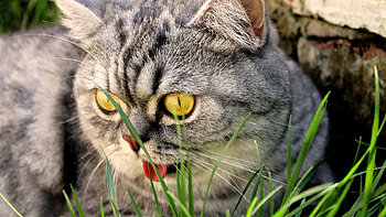 Animals, Cat, Muzzle, Beautiful, Language, Tongue, Thoroughbred HD wallpaper