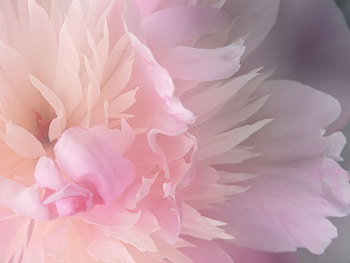 Abstract, Flower, Light, Petals, Lines, Light Coloured, Paints HD wallpaper
