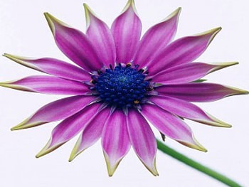 Bright Petals, purple, pink, blue centre, flower HD wallpaper