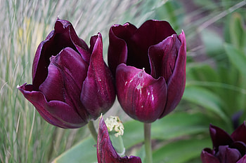 Pair of Spring Tulips, Flowers, Nature, Tulips, Spring HD wallpaper