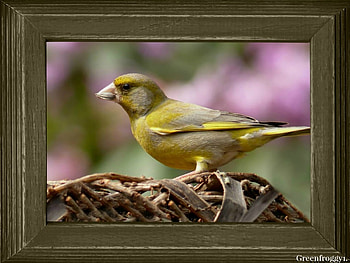 BIRD IN A FRAME, FRAMED, , ANIMAL, BIRD HD wallpaper