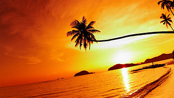 Sunset beach, Thailand, Palm tree, Sky, Sea HD wallpaper