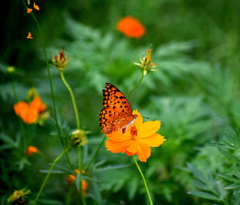 Nature, butterfly, blur, insect, flowers HD wallpaper