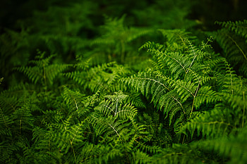 Plants, Nature, Fern HD wallpaper