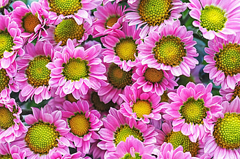 Chrysanthemum, Earth , Stunning resolution, Nature's masterpiece HD wallpaper