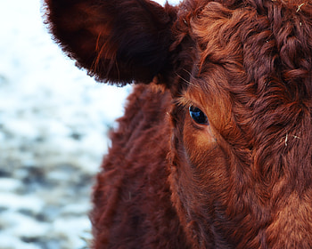 Animals, Muzzle, Eyes, Wool, Cow HD wallpaper