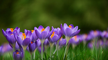 Crocuses, purple, pink, crocus, flower, green, spring, orange HD wallpaper