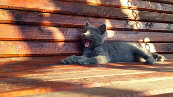 Animals, Cat, Kitty, Kitten, Bench, To Yawn, Yawn HD wallpaper