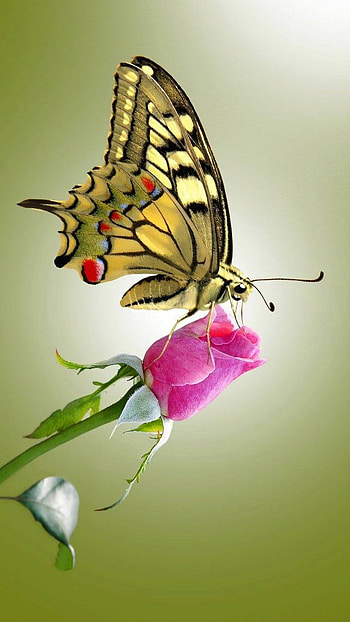 rose, Animal, butterfly HD phone wallpaper