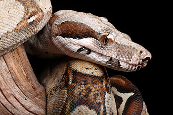 Pet Boa Constrictor, Escape Saga, Midnight Adventure, Slithering Intrigue HD wallpaper