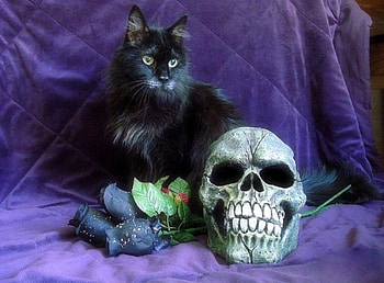 Halloween in Purple, black cat, roses, cats, skull, purple, still life, love four seasons, halloween, black roses, animals HD wallpaper