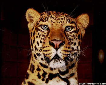 leopard, cat, feline, wild HD wallpaper