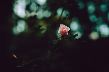 Flowers, Pink, Rose Flower, Rose, Petals, Bud HD wallpaper