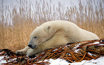 Animals, Snow, To Lie Down, Lie, Sleep, Dream, Polar Bear HD wallpaper