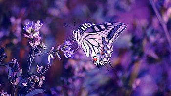 Nice butterfly , Serene atmosphere, Delicate creatures, Exquisite patterns HD wallpaper
