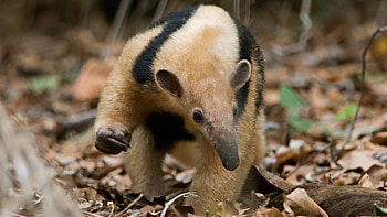Zoo anteater, Exposed rabies, First case, Live science HD wallpaper