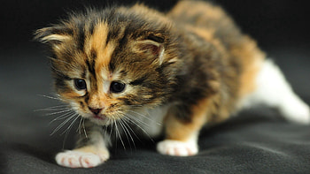 Animals, Kitty, Kitten, Striped, Fear, Kid, Tot HD wallpaper