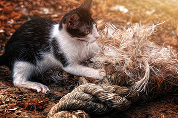 Kitten, animal, white, black, digital, rope, painting, art, cat HD wallpaper