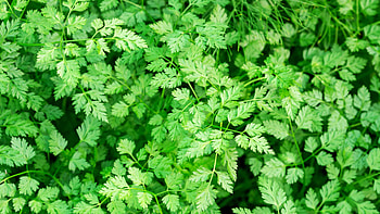 Tarragon substitutes, Blend of flavors, Instant herb replacement HD wallpaper