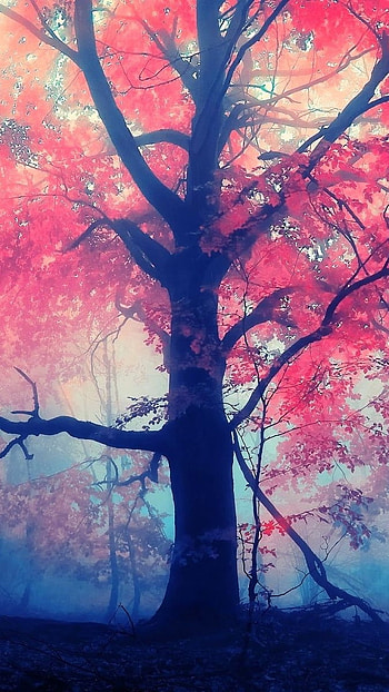 Aesthetic, Colorful Tree HD phone wallpaper