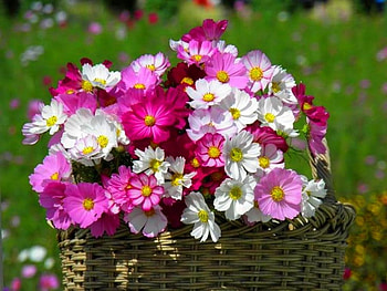 Bounty, colors, grass, flowers, spring HD wallpaper