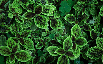Green leaves , Plant aesthetics, Nature's palette, Organic hues HD wallpaper