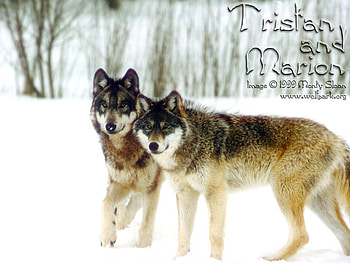 Wolves, grey wolves, animals, snow, tristan the wolf, marion the wolf, wolves in snow HD wallpaper