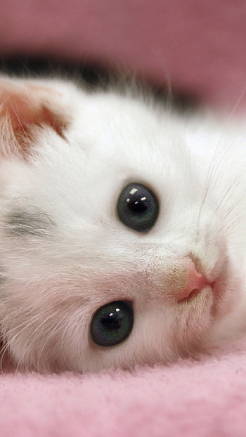Cute Baby Cat, Cute, Pink HD phone wallpaper