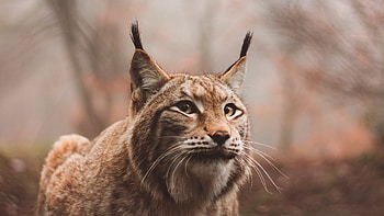 Eurasian lynx, Stealthy hunter, Dense vegetation, Wildlife encounter HD wallpaper