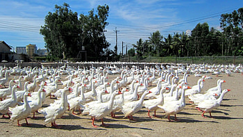 Goose farm, Goose, white, lovely, walking HD wallpaper