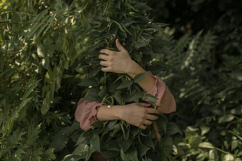 Leaves, Miscellanea, Miscellaneous, Branches, Hands, Embrace HD wallpaper