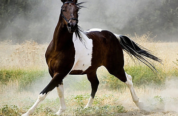 *** Brown and white horse ***, kon, zwierzeta, brazowy, bialo, konie HD wallpaper