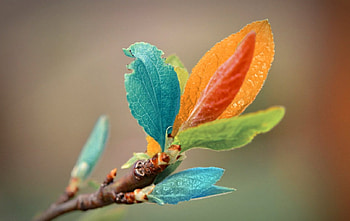 Colorful leaves, colorful, leaf, nature, plants HD wallpaper