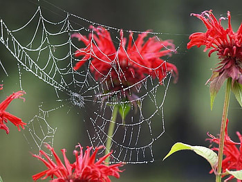 A Spider's Necklace, web, spider, flowers, stem HD wallpaper