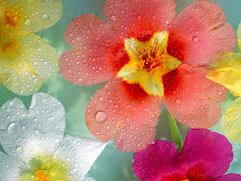 Flowers, Drops, Multicolored, Close-Up HD wallpaper