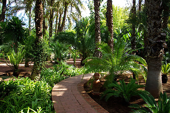 Nature, Fern, Turn, Garden, Track HD wallpaper
