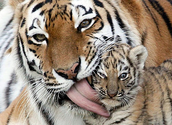 Bath Time, kit, mother, tigers, love HD wallpaper
