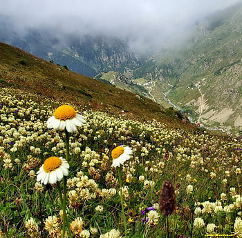 wild flowers, rize, turkey, flowers, mountains, wild HD wallpaper
