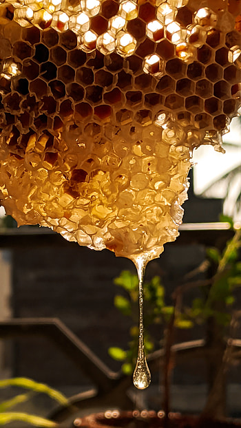 Honeycomb, Honey HD phone wallpaper