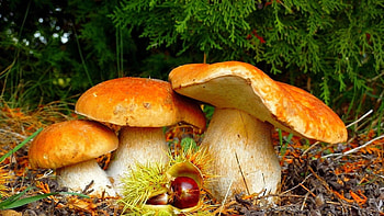 Mushroom , Fungal beauty, Nature's artwork, Captivating visuals HD wallpaper