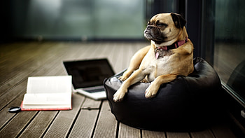 Animals, Dogs HD wallpaper