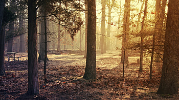 Landscape, Nature, Trees HD wallpaper